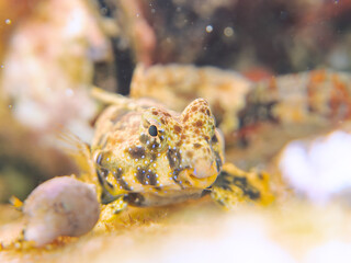 可愛いコウワンテグリ（ネズッポ科）の幼魚他。
英名、学名：Ocellated dragonet, Neosynchiropus ocellatus
静岡県伊豆半島賀茂郡南伊豆町中木ヒリゾ浜-2024年
