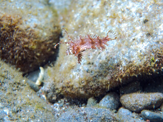 可愛いオビテンスモドキ（ベラ科）の幼魚他。
英名、学名：Rockmover wrasse, Novaculichthys taeniourus

静岡県伊豆半島賀茂郡南伊豆町中木ヒリゾ浜-2024年
