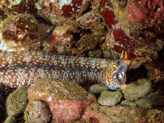 水中洞窟にいる、大きく美しいトラウツボ（ウツボ科）。
英名、学名：Dragon Moray (Enchelycore pardalis)
静岡県伊豆半島賀茂郡南伊豆町中木ヒリゾ浜-2024年
