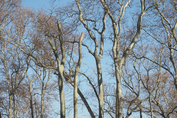 Fototapeta premium Bare Trees Silhouetted Beautifully Set Against a Clear Blue Sky in a Stunning Winter Landscape Scene