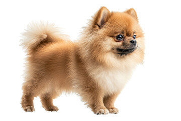 Obraz premium A Pomeranian standing proudly, isolate on white background, capturing its fluffy coat and lively demeanor. PNG