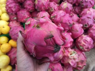Males hand picking and holding dragon fruit during grocery shopping in the supermarkets.