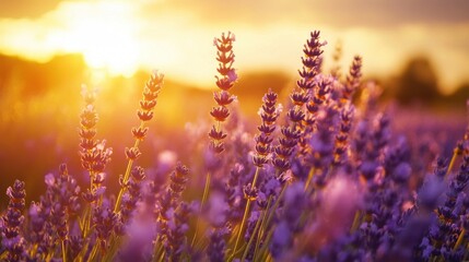 Lavender Field Serenity, a mesmerizing timelapse capturing lavender blossoms dancing in the gentle breeze at golden hour.