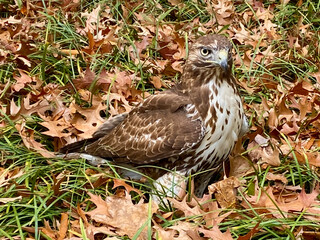 Red-Tailed Hawk on the Ground