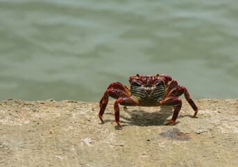 A beautiful red crab walks elegantly across the sand.