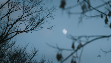 Silent moon surrounded by branches at night