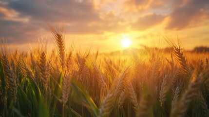 Obraz premium Wheat Field Sunset Dance, a mesmerizing view of golden wheat swaying gracefully in the wind beneath a stunning, colorful sunset.