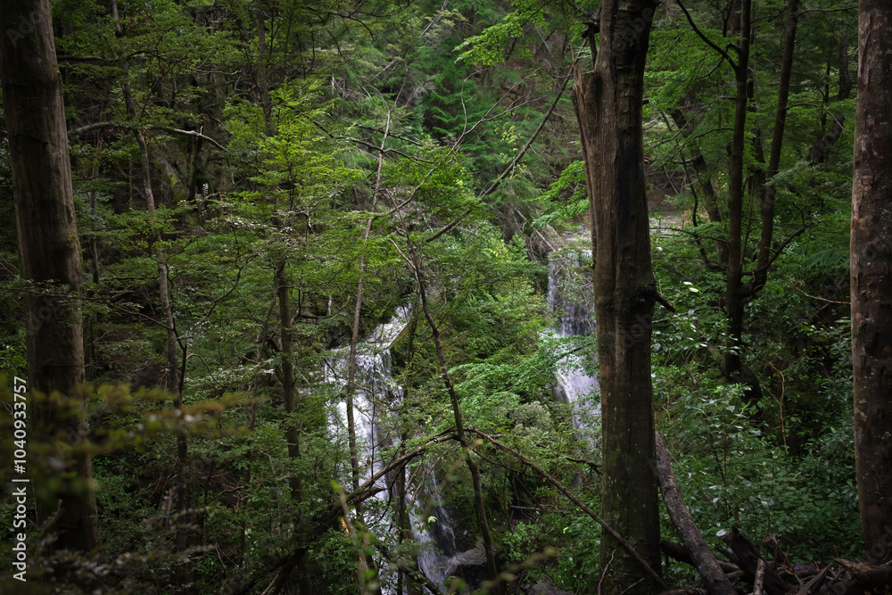 Wall mural nature's secret: a serene forest waterfall