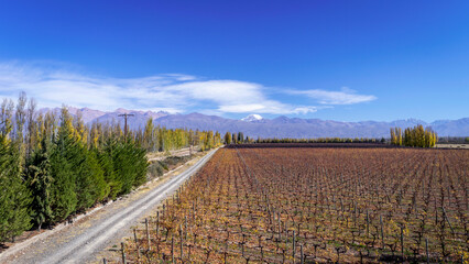 Obraz premium We see a beautiful vine plantation, surrounded by beautiful groves in autumn, with the beautiful Andes mountain range in the background, the land of sun and good wine, Tunuyan Mendoza Arg.