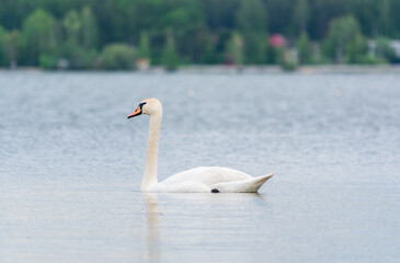 Graceful white Swan swimming in the lake, swans in the wild. Portrait of a white swan swimming on a lake.