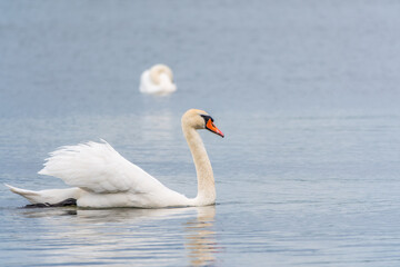 Graceful white Swan swimming in the lake, swans in the wild. Portrait of a white swan swimming on a lake.