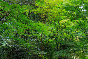 日本周遊　箱根紀行