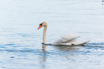 Graceful white Swan swimming in the lake, swans in the wild. Portrait of a white swan swimming on a lake.