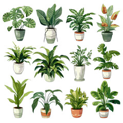 Vibrant Indoor Plants in Pots: A Lush Botanical Collection