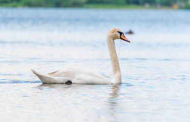 Obraz premium Graceful white Swan swimming in the lake, swans in the wild. Portrait of a white swan swimming on a lake.