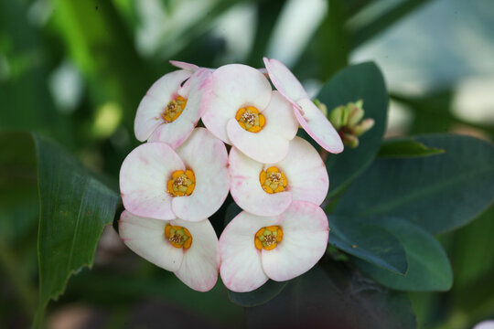 The bauty of white Euphorbia flowers seen up close