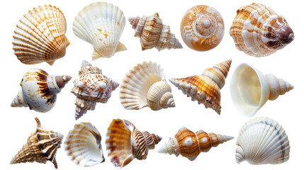 Captivating Collection of Seashells Showcasing Nature's Intricate Beauty