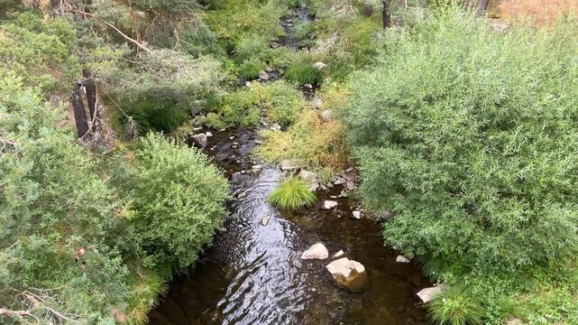 Beautiful filming of the course of the Tormes River as it passes through high mountains in Hoyos del Espino-&Aacute;vila where we see its riverside vegetation and when you raise the camera, wild pines appear