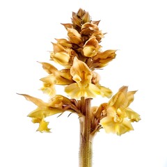 Broomrape Flower isolated on white background.