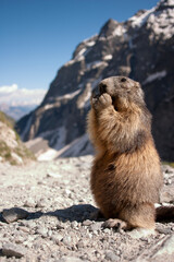 Alpine marmot (Marmota marmota) in the French Alps.