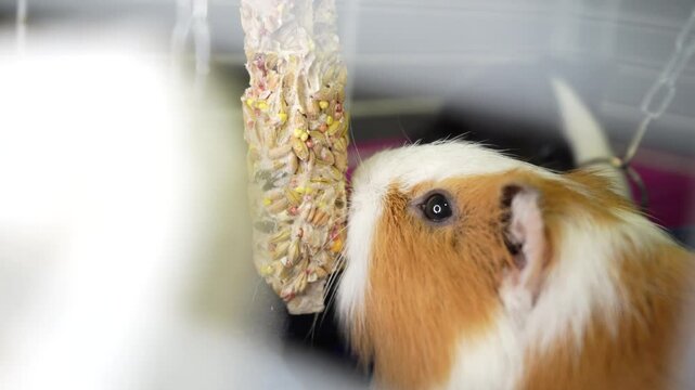 A guinea pig in a cage gnaws dry food from a stick, a metal chain hangs in the background. Ideal for demonstrating small pets and grooming procedures.