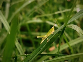 Chapulin verde