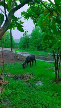 baby baffalo eating grass in the rainy season.