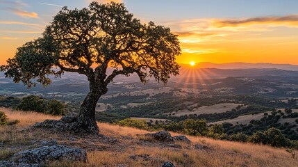 Obraz premium A lone tree stands silhouetted against a vibrant sunset, casting long shadows across a rolling hillside.