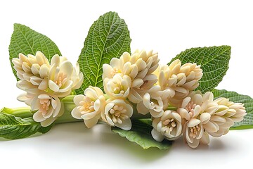 Mandrake Flower isolated on white background.close up.