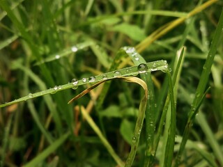 water drops on grass