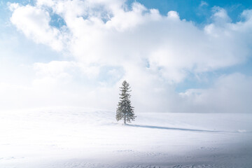 Winter travel snow scene in Biei, Hokkaido, Japan