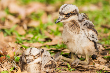 Bush stone-curlew chicks