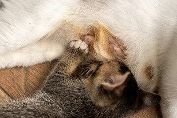 Close-up of a mother cat breastfeeding her kittens, showcasing the warmth and bond between the feline family. A tender moment of nurturing, love, and care in the animal kingdom