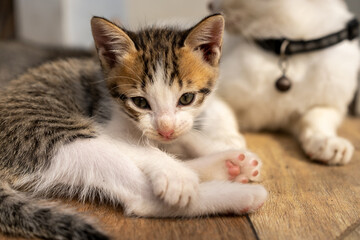 A cute kitten lying on the wooden floor with its mother cat in the background. The kitten looks relaxed and playful, showcasing its soft fur and tiny paws in warm natural light