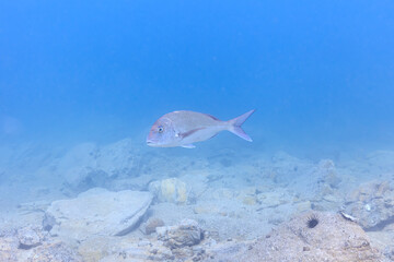 Sea creatures that live in Mutsu Bay: red sea bream, sea urchin