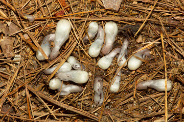 Indian Pipe flowers emerging from the soil in Rhode Island.
