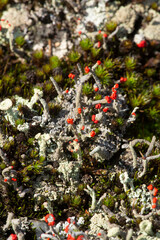 Red apothecia of a British soldier lichen in New Hampshire.