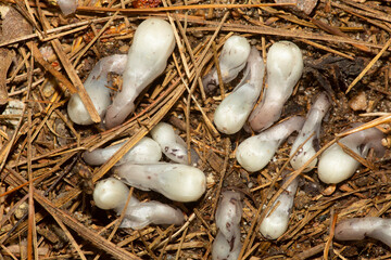 Indian Pipe flowers emerging from the soil in Rhode Island.