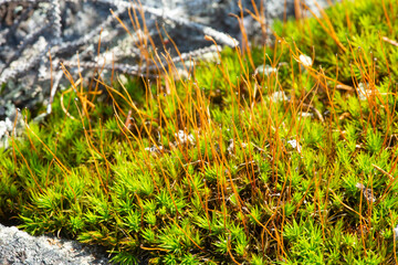 Denuded sporophytes of a moss on Mt. Kearsarge, New Hampshire.
