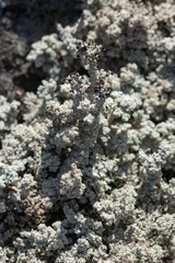 Dark apothecia of a fruticose lichen, Stereocaulon, in New Hampshire.