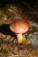Pink mushroom, probably the yellowfoot bolete, in New Hampshire.
