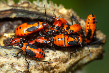 Nymphs of the large milkweed bug on a milkweed pod.