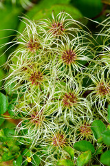 Obraz premium Early fall flowers of old man's beard, a climbing shrub.