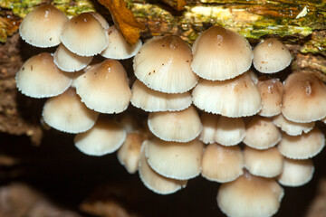 Group of clustered bonnet mushrooms on a decaying log.