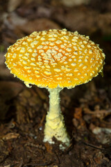 Yellow agaric mushroom with patches in Sunapee State Park.