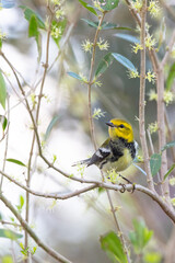 Obraz premium A blackburnian warbler (Setophaga fusca) with fall colors migrating through southwest Florida and perching on a delicate looking plant that I believe to be a privet. 