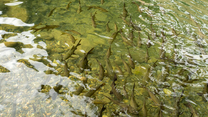 calm and relaxing view of a collection of endemic Indonesian freshwater fish in a river with clear water