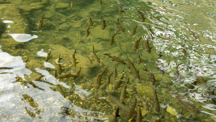A calm and relaxing view of endemic Indonesian freshwater fish swimming in a clear river. The crystal-clear water highlights the beauty of the fish and the serene natural environment.
