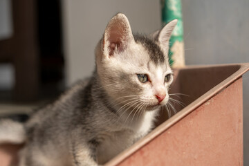 A close-up of a playful local breed kitten with gray fur enjoying the morning sunlight on the terrace, showcasing its curiosity and adorable antics.