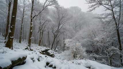 snow covered trees